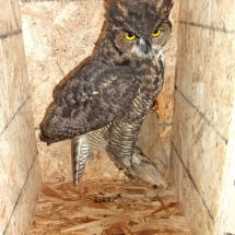 OWL taxidermy to Australia